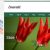 دانلود قالب وردپرس Emerald