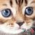 افزونه Tabby Responsive Tabs|6039