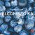 دانلود قالب وردپرس Kale